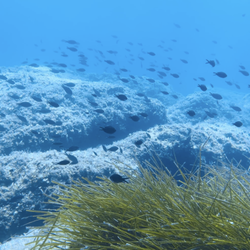Atmospheres below exhibition showing underwater saltwater fish