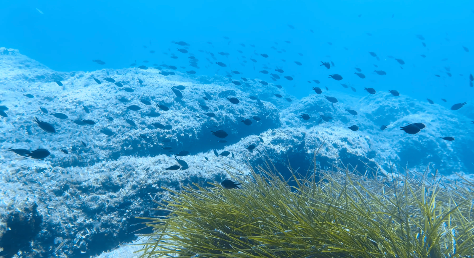 Atmospheres below exhibition showing underwater saltwater fish
